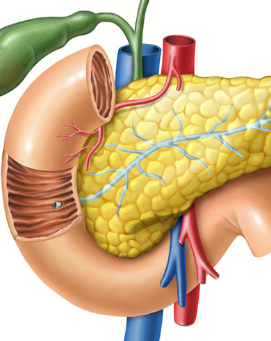 Pancreas and Bowel Endoscopy